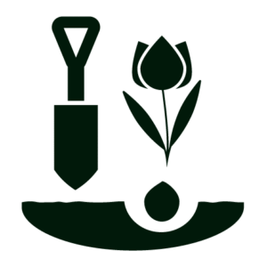 tulip bulb planting icon